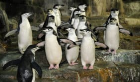 Cute Group of penguins, waddling and interacting in their habitat at Central Park Zoo