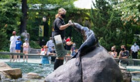Sea Lions training with keepers at Central Park Zoo