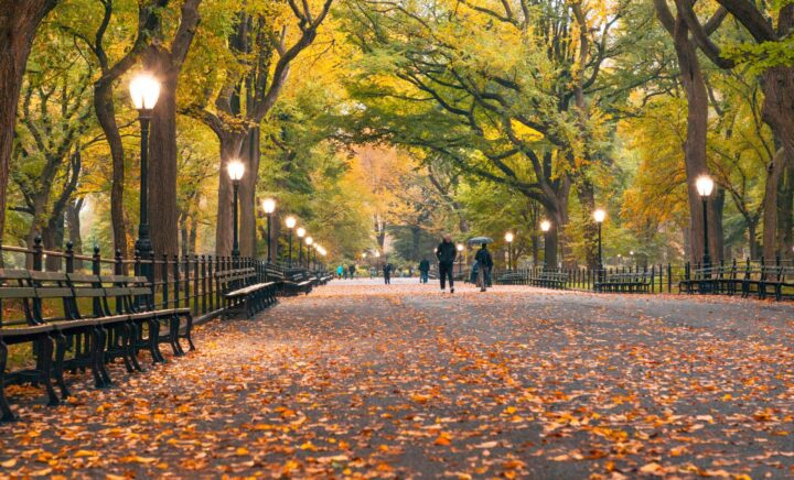 Central Park Tours in the late afternoon, with fallen leaves lining the paths and beautiful park lights