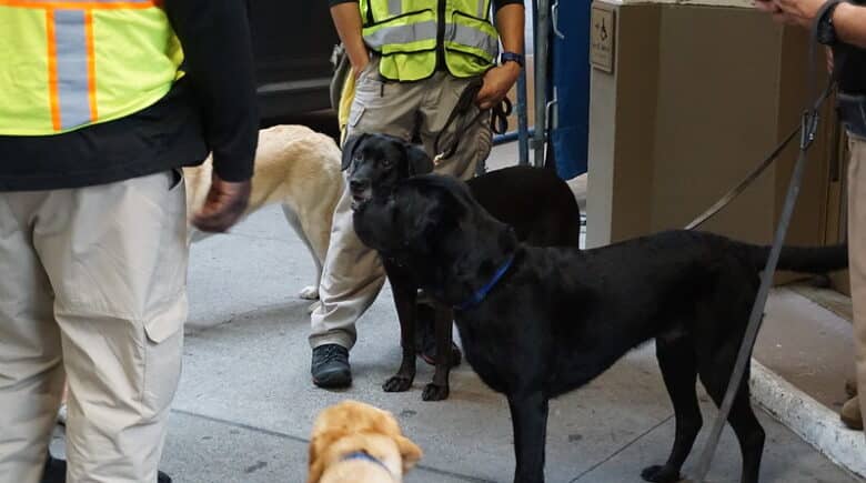 NYC Service Dogs in Training