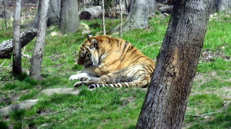 Bronx Zoo: Tiger Mountain