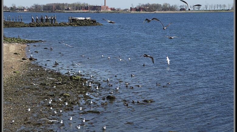 SEAGULLS OF CITY ISLAND - BRONX