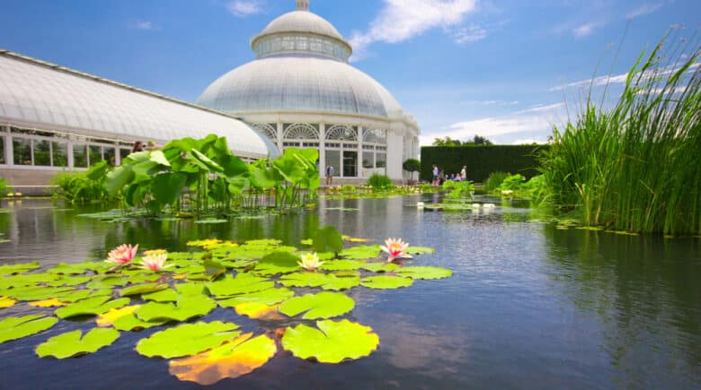 Water Lilly Pond at conservatory