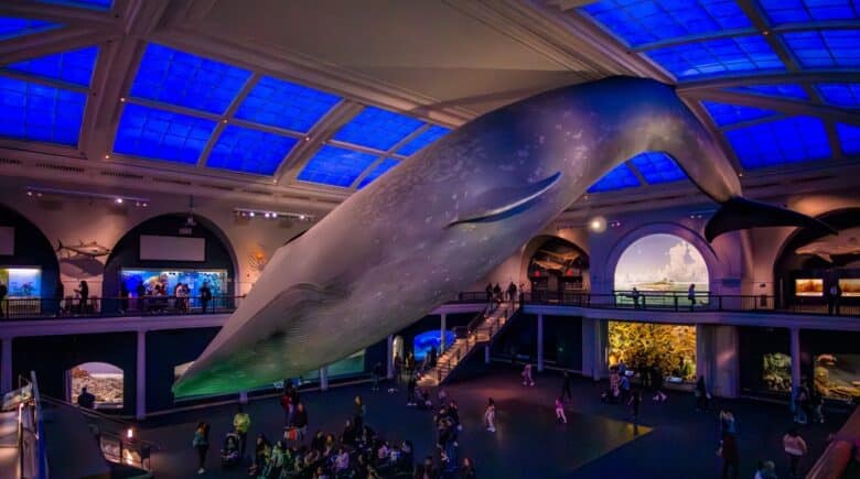 American Museum of Natural History’s Milstein Hall of Ocean Life
