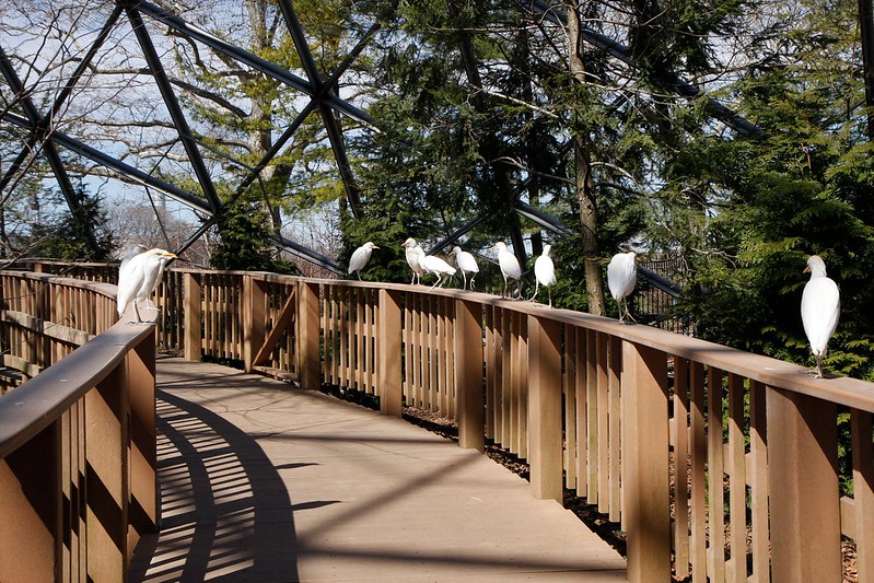Queens Zoo Aviary Friendly Birds on Railing