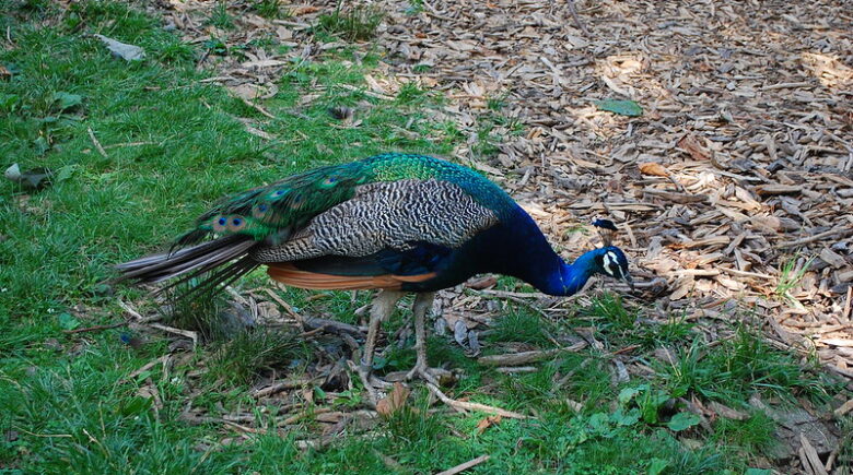 Peacock roaming free at the Staten Island Zoo