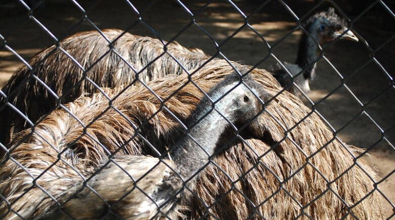 Emus at the Staten Island Zoo