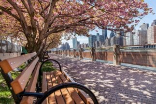 Spring-in-New-York-Beautiful-cherry-blossom-trees-at-the-park-Manhattan-NYC