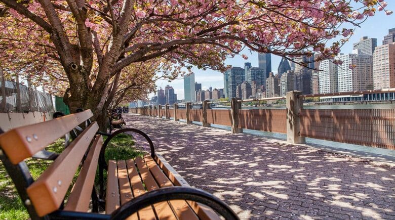 Spring-in-New-York-Beautiful-cherry-blossom-trees-at-the-park-Manhattan-NYC