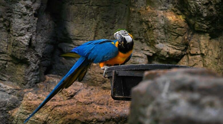 A colorful parrot at the Bronx Zoo exemplifies the diversity of species protected in this urban sanctuary.