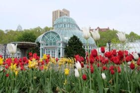 Botanic Gardens with colorful tulips