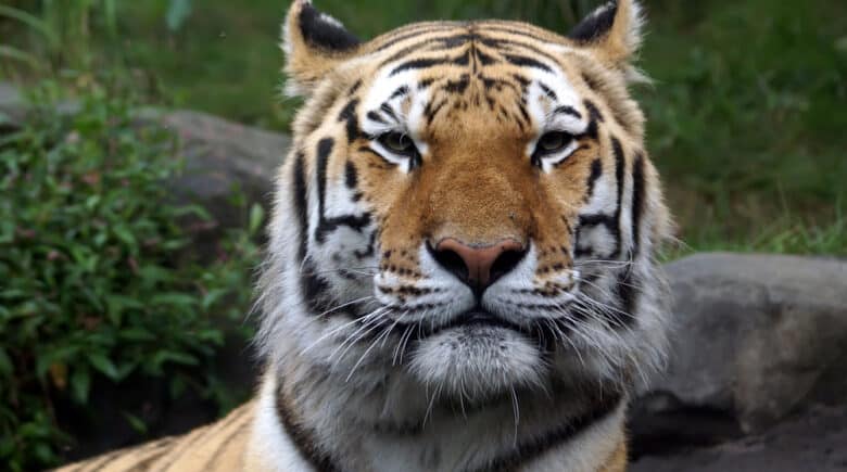 Siberian "Amur" tiger in the Bronx Zoo