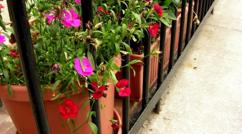 Pots, Flower, and Fences in NYC