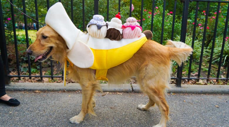 Dogs in Halloween Costumes in NYC