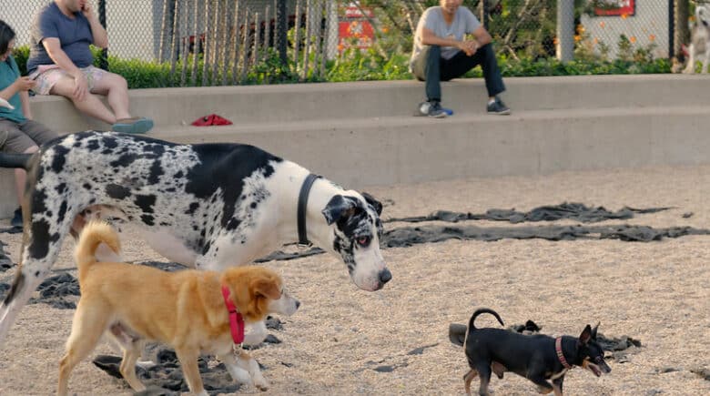 Pier Six Dog Run at Brooklyn Bridge Park