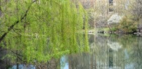 Huge weeoing willow tree bent over by the weight of its own foliage. Location is a peaceful area of Central Park known as 'The Pool'