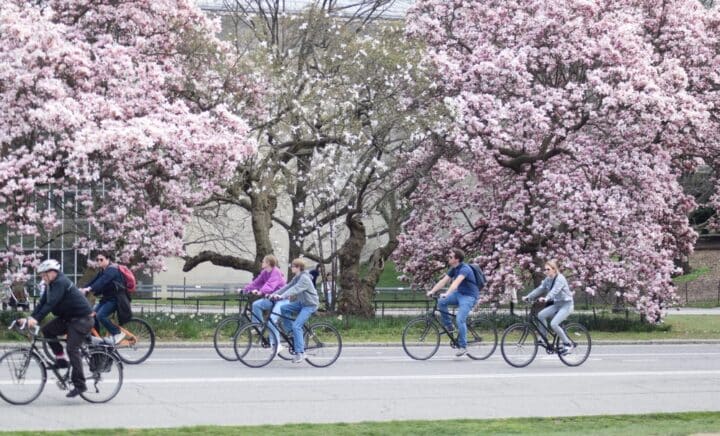 Central Park in Spring, Bicycle Riders on Bike Path