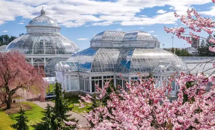 Cherry blossoms in full bloom in New York City during spring, creating a vibrant and picturesque scene against the backdrop of city landmarks.