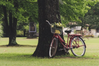 A bike leaning against a tree in a peaceful park setting