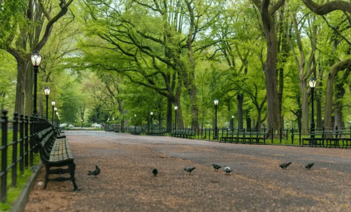 Pigeons strut around an empty street lined with benches, lampposts and trees in Central Park NYC