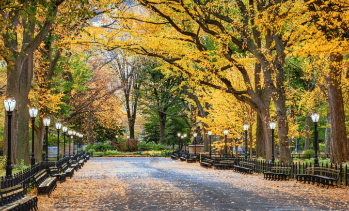 Autumnal trees in Central Park