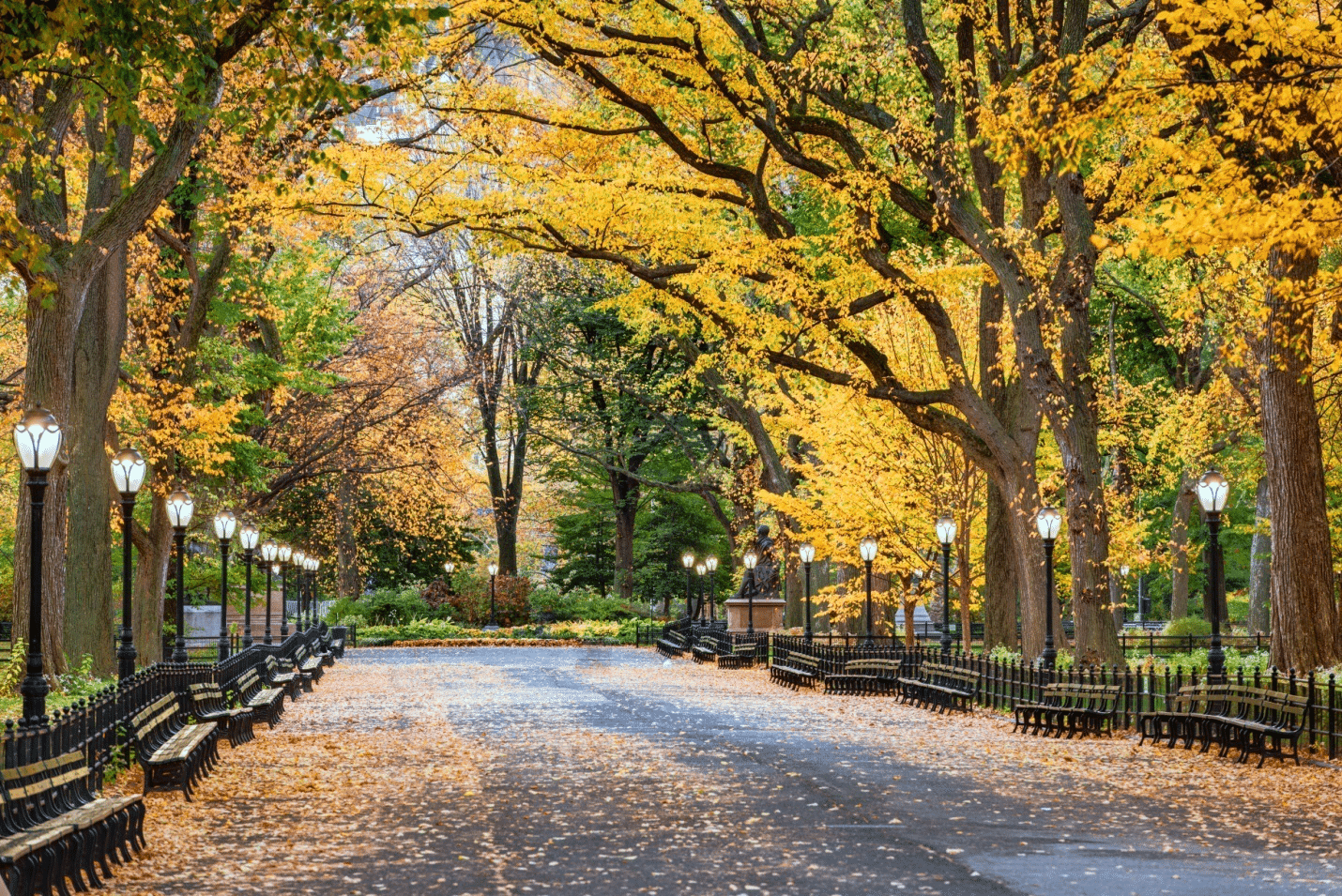 Autumnal trees in Central Park