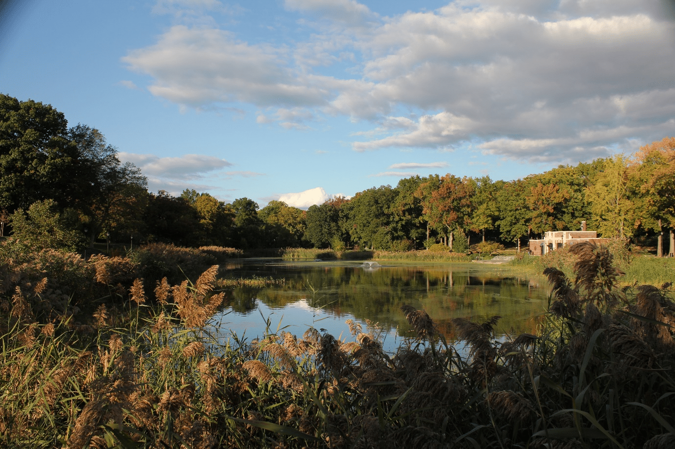 A lake at Prospect Park, Brooklyn.