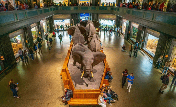 Elephants in a museum seen during a New York City travel guide