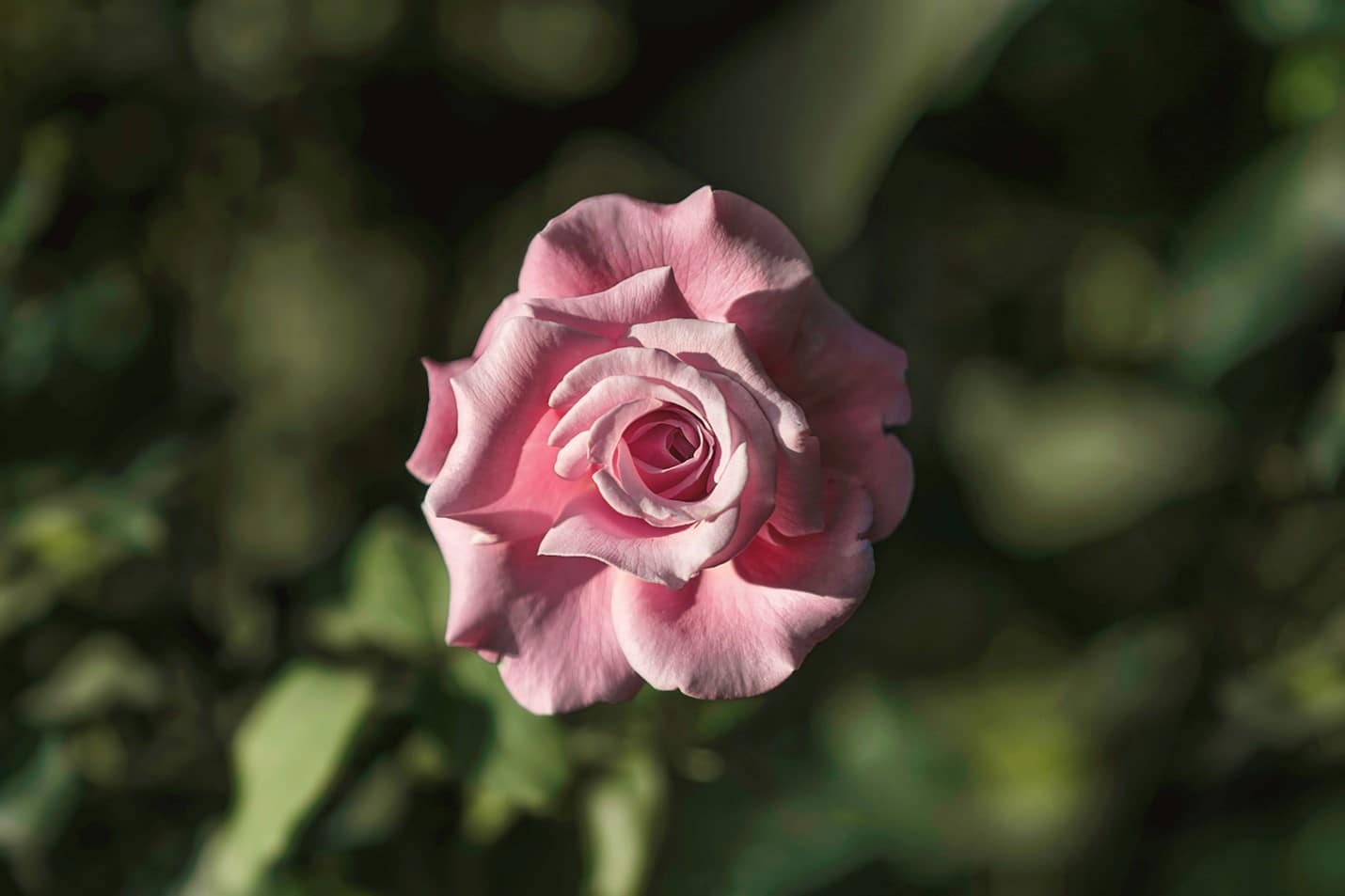 A rose seen during a small group tour in New York City