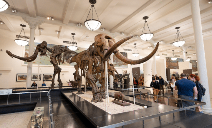 Skeletons seen duringaNew York City travel guide