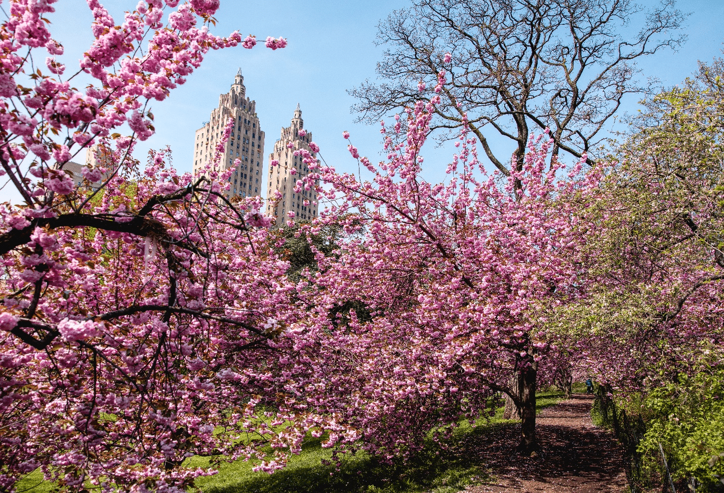Cherry blossom trees seen in a park during a one-day sightseeing tour