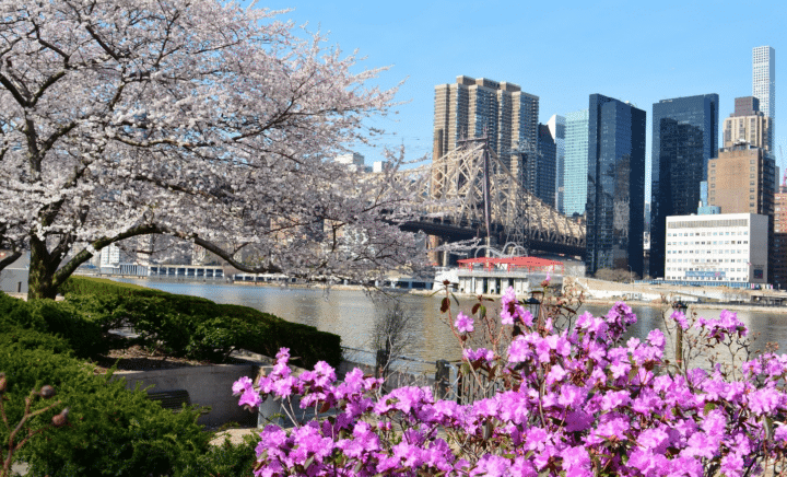 Cherry blossom tree in a park seen during a New York City travel guide