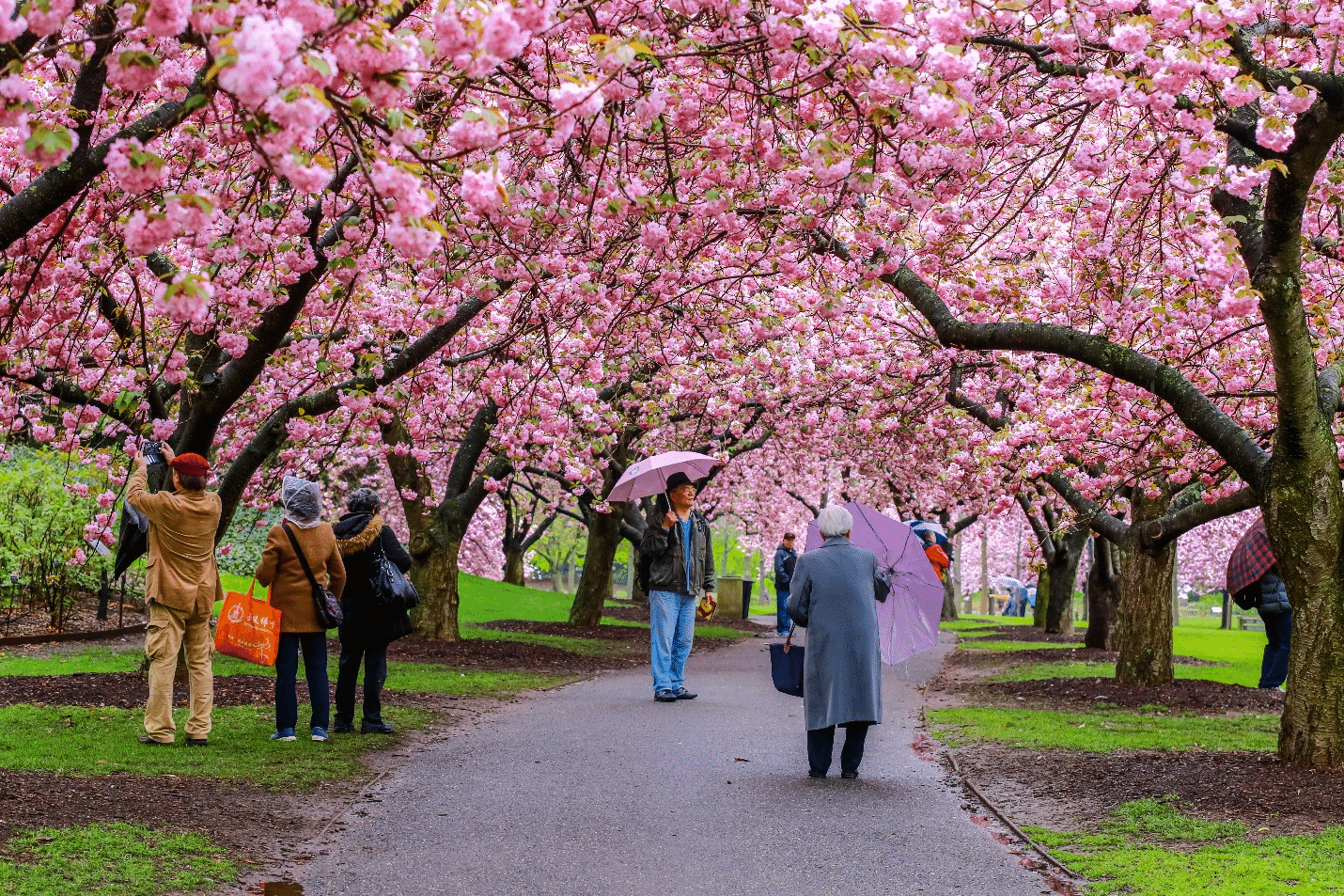 People walking under cherry blossom trees during a one-day sightseeing tour