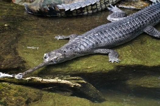 A close-up of a Gharial crocodile resting in its habitat at the Bronx Zoo.