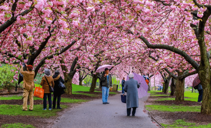 People walking under cherry blossom trees during a New York City travel guide