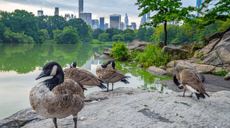 Live animals in New York City