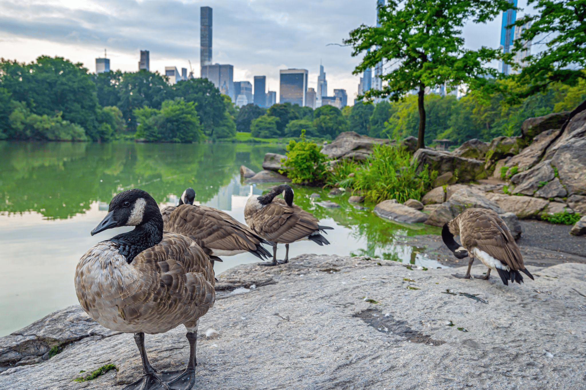 Live animals in New York City
