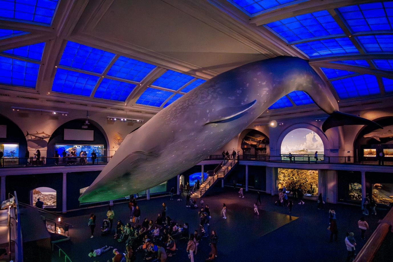 Dinosaur exhibit at the American Museum of Natural History.
