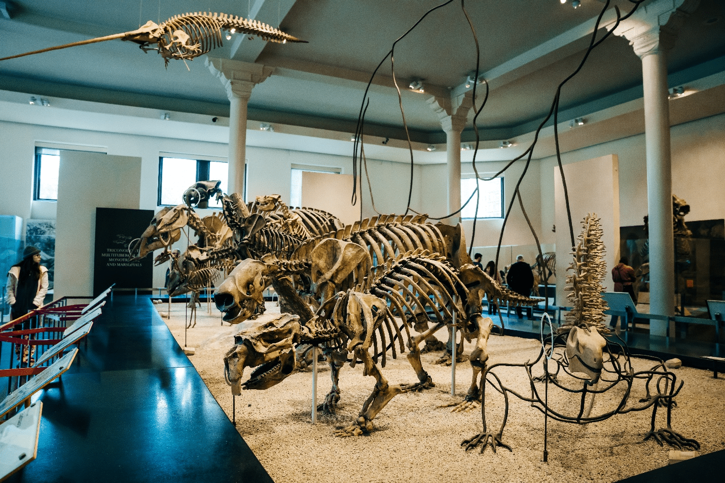 Skeleton displays in a museum