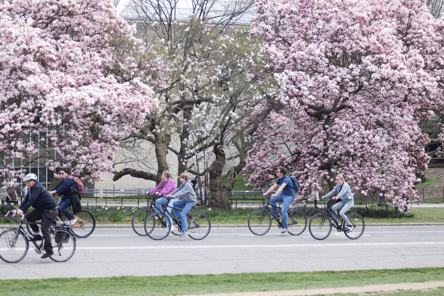 People biking in Central Park with pink trees in the back