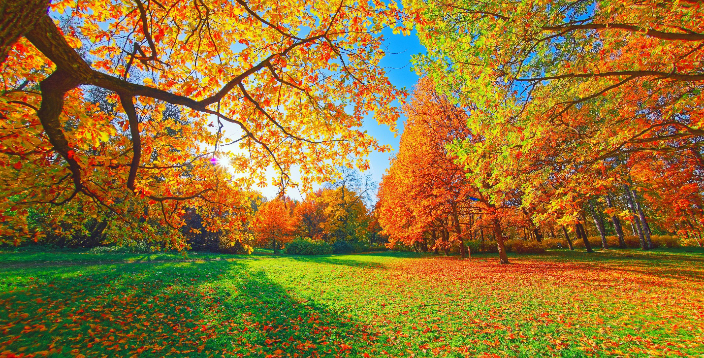 Fall trees illuminated by the sunset 