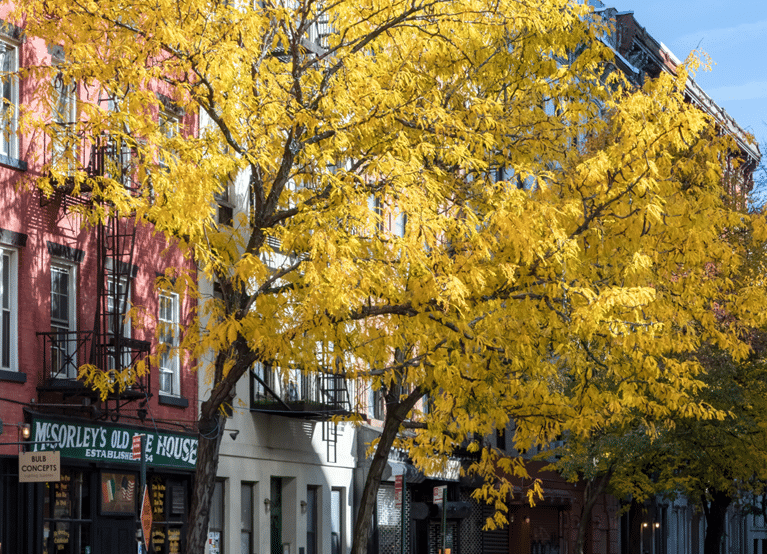 McSorley's Old Ale House behind a tree with yellow leaves.