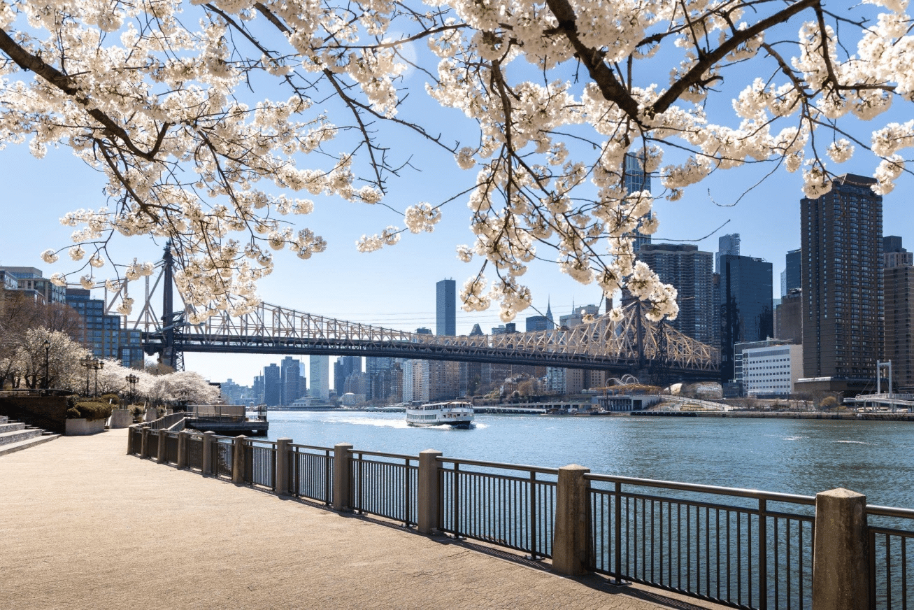 a park with cherry blossom trees