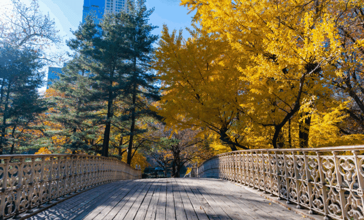 wooden bridge in Central Park