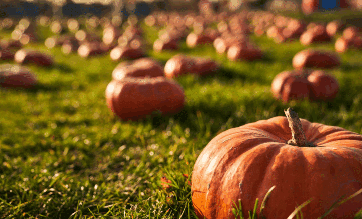 A pumpkin patch