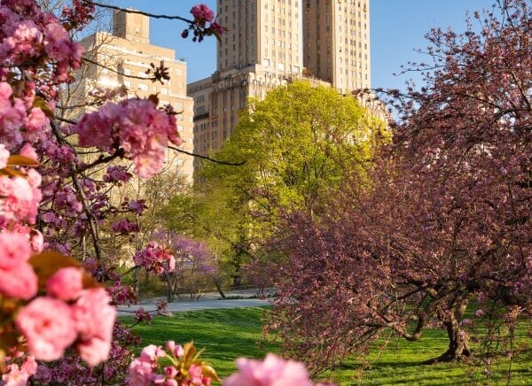 cherry blossom season in NYC.