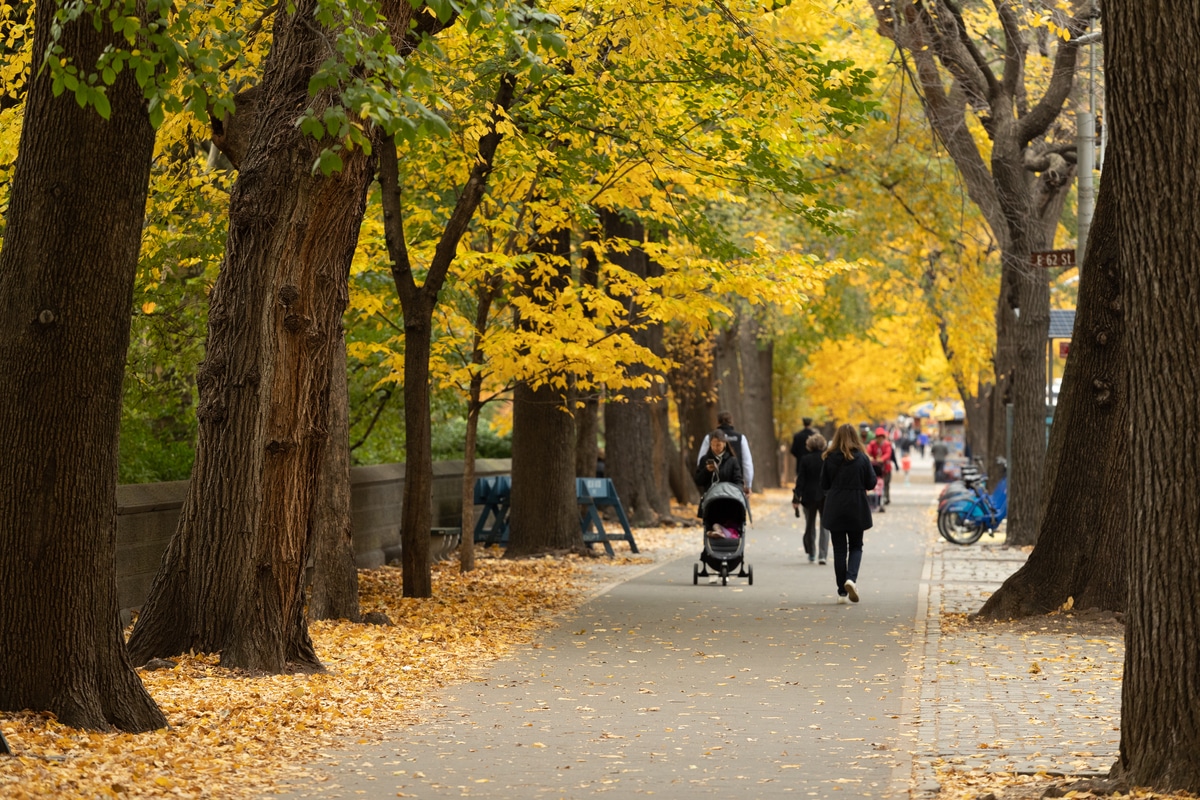 Tree-lined street in New York City adorned with vibrant autumn foliage, showcasing the city's fall charm.