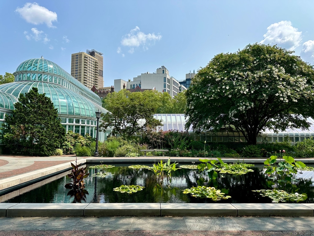 Tranquil pond at Brooklyn Botanic Garden featuring vibrant lily pads and lush greenery.